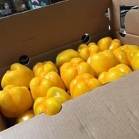 Bell Peppers