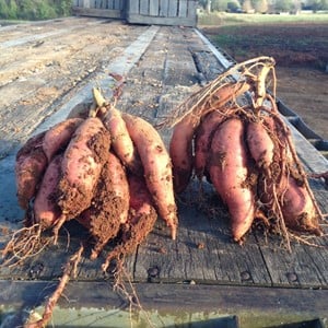 Sweet potatoes