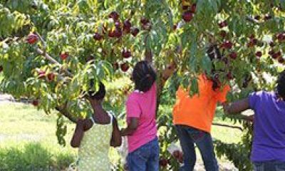 People picking apples from a tree.