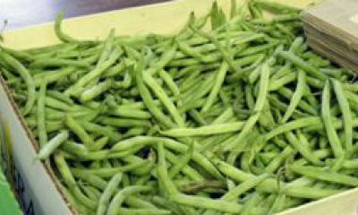 Second Harvest Food Bank of Middle Tennessee rescues green beans for people in need.