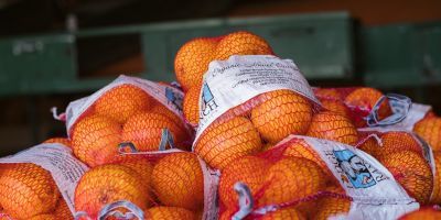 Photo of bags of oranges