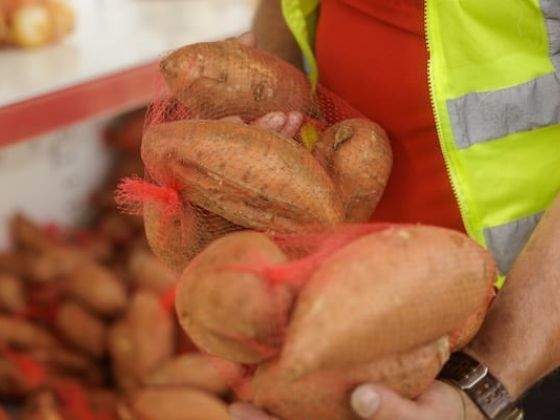 a person packing sweet potatoes