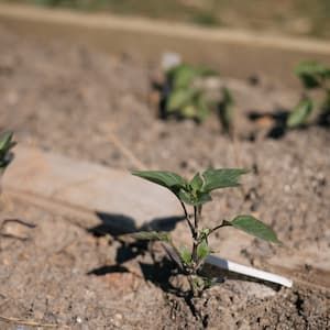 Small vegetable plant growing in a garden.