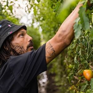 A man picking tomatoes off a vine.