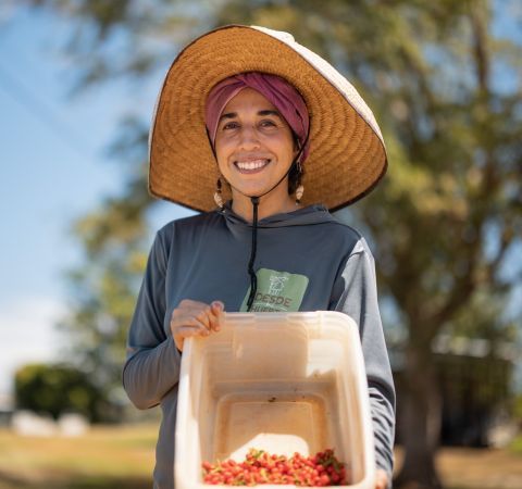 A farmer holding a bin with cherry tomatoes inside of it.