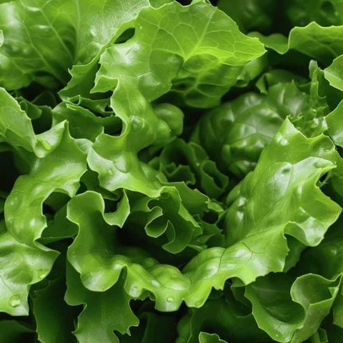 Background image of cabbage.