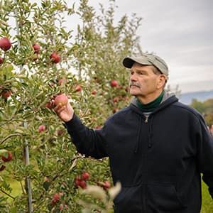 Man wearing navy hoody and picking apples from apple tree