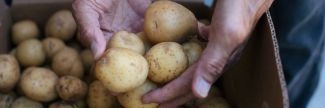 Adventist Community Services of Greater Washington handling potatoes