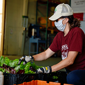 Community Food Share receives fresh lettuce. 