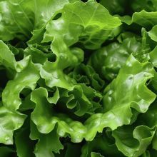 Background image of cabbage.